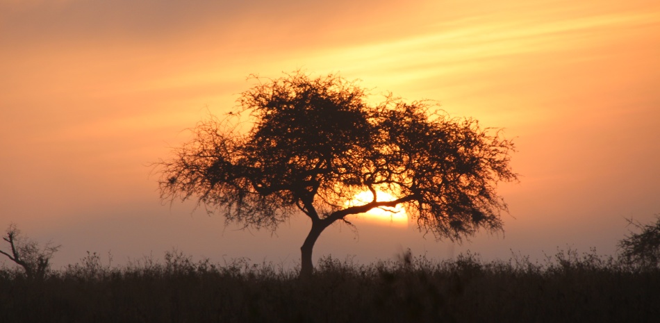 Großwild im Nebel, Lumo Conservancy