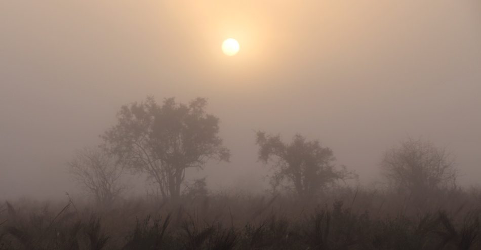 Großwild im Nebel, Lumo Conservancy