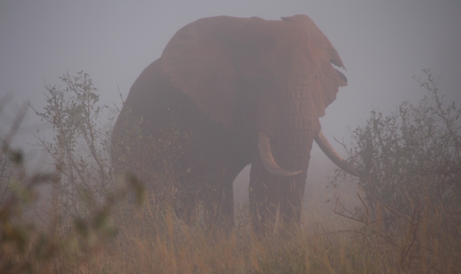 Elefant im Nebel