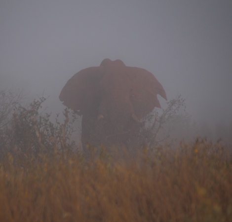 Elefant im Nebel