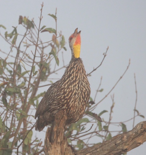 Großwild im Nebel, Lumo Conservancy