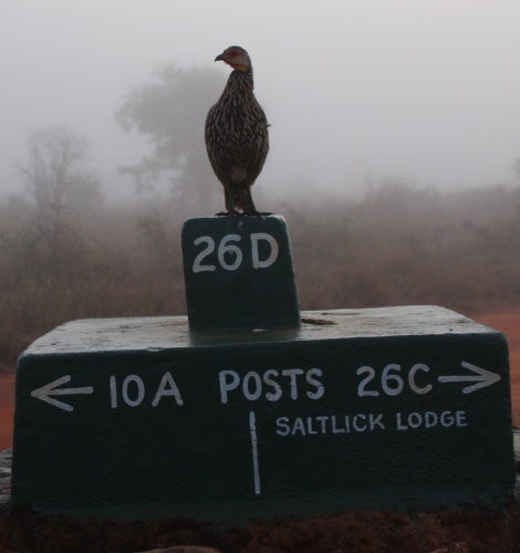 Großwild im Nebel, Lumo Conservancy