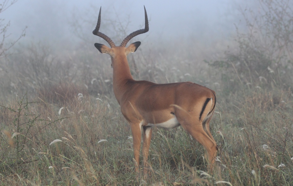 Großwild im Nebel, Lumo Conservancy