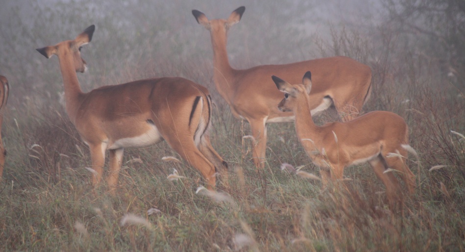Großwild im Nebel, Lumo Conservancy