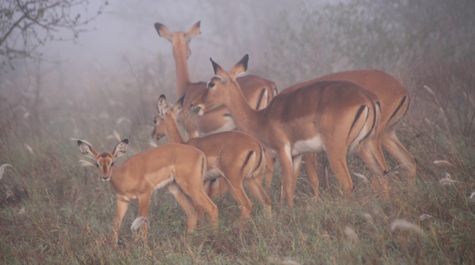Großwild im Nebel, Lumo Conservancy