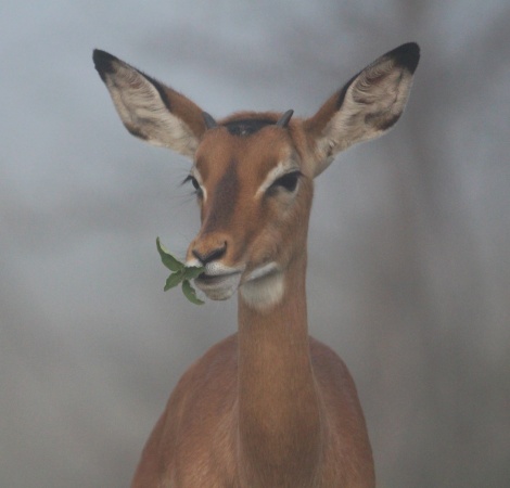 Großwild im Nebel, Lumo Conservancy
