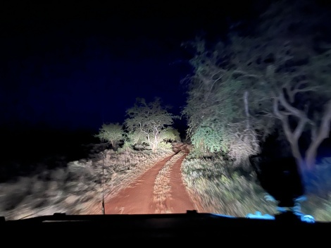 Night Game Drive im Lumo Reservat