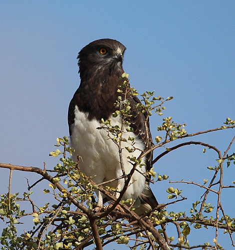 Schwarzbrustschlangenadler