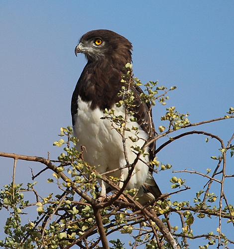 Schwarzbrustschlangenadler