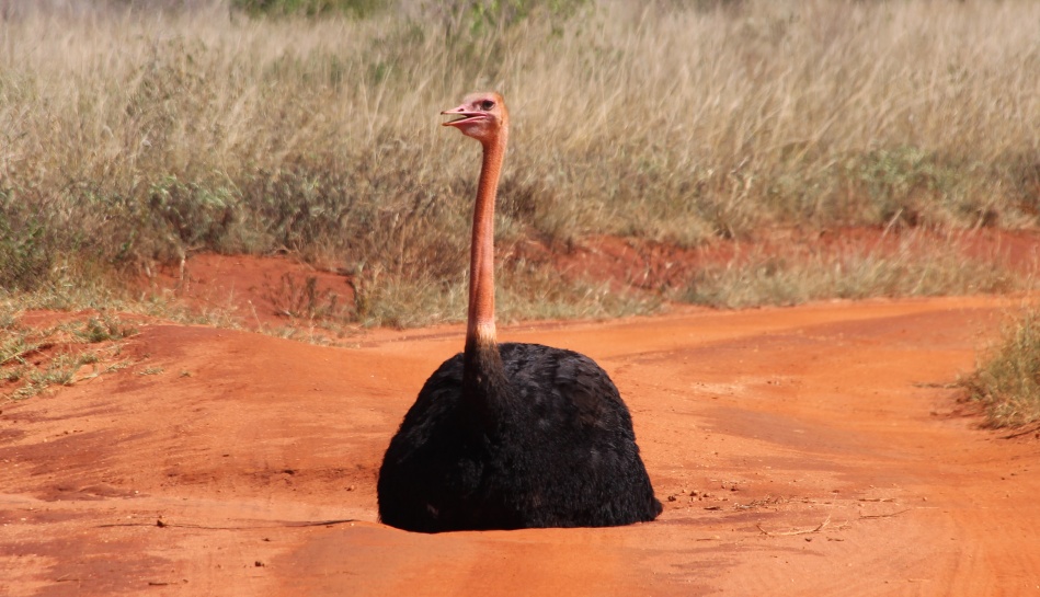 Masai Strauß