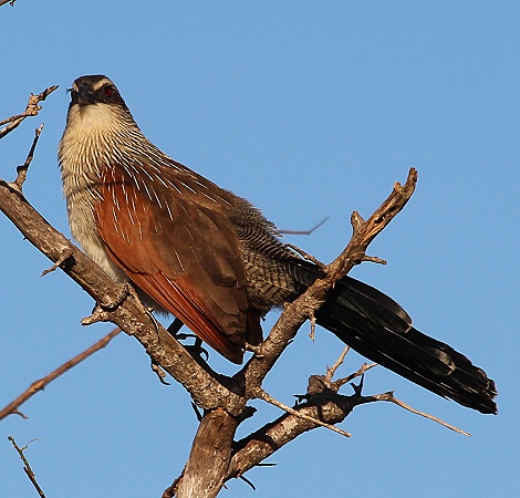 Weissbrauenkuckuck