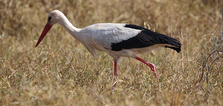 Weissstorch