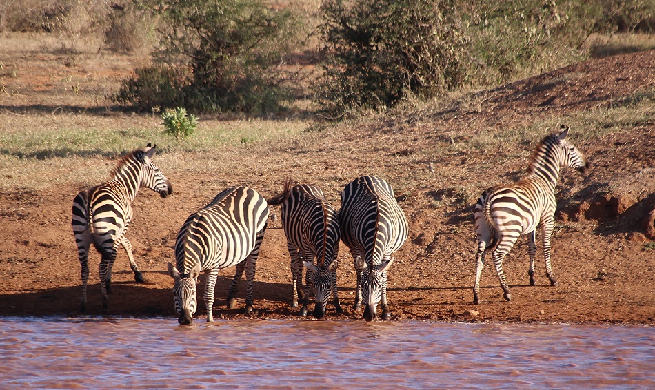 Zebras im Lumo Conservancy