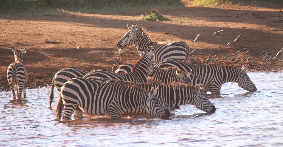 Zebras an Wasserstelle