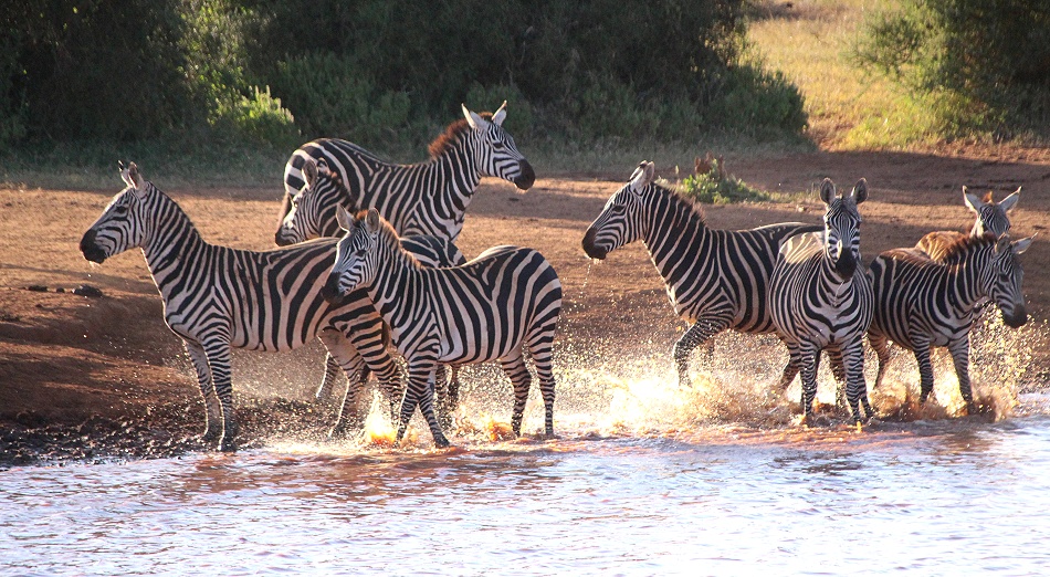 Zebras an Wasserstelle