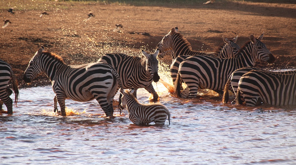 Zebras an Wasserstelle
