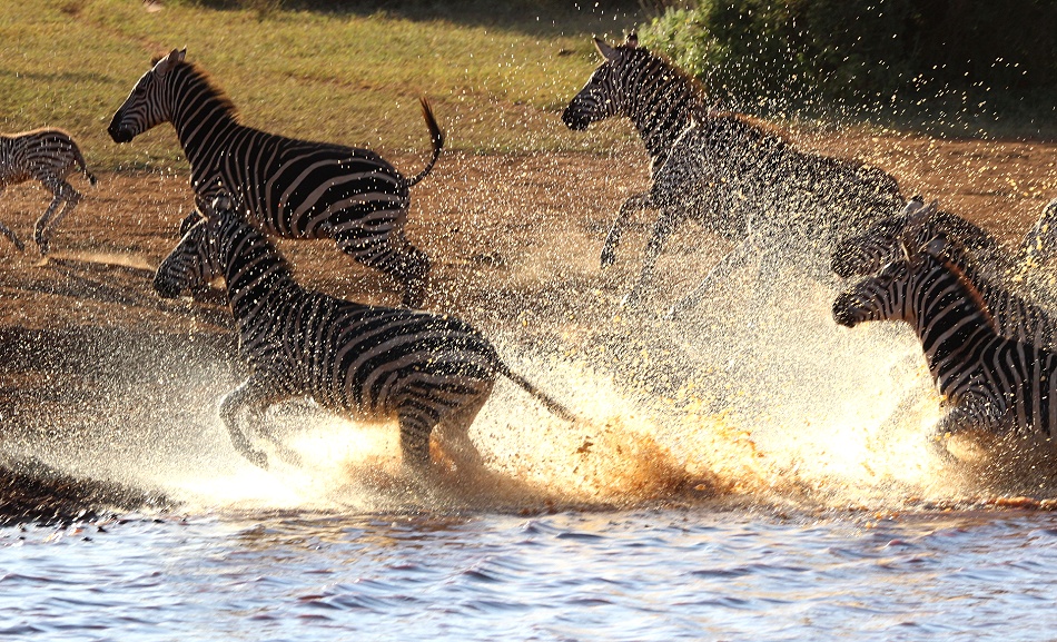Zebras an Wasserstelle