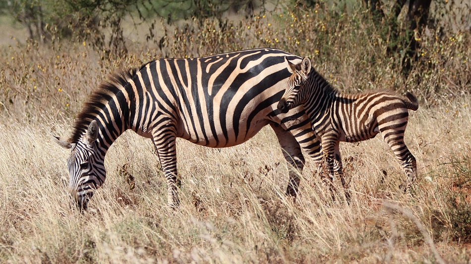 Zebra mit Fohlen im Lumo Conservancy