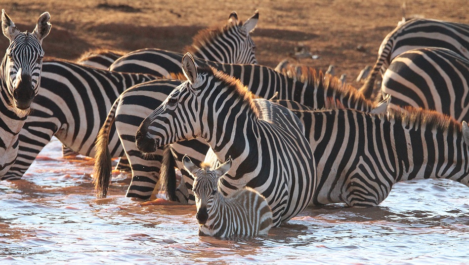 Zebras an Wasserstelle