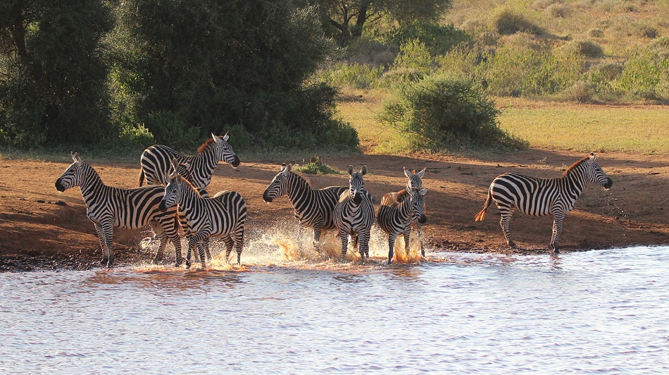 Zebras an Wasserstelle
