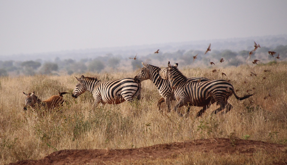 Kämpfende Zebras im Lumo Conservancy