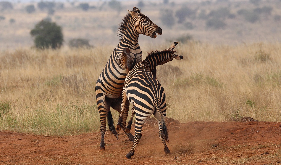 Kämpfende Zebras im Lumo Conservancy