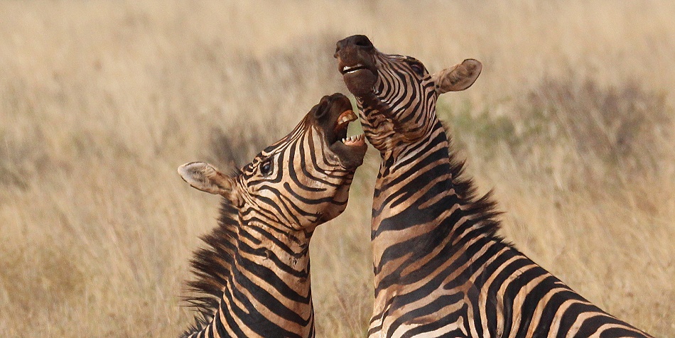 Kämpfende Zebras im Lumo Conservancy