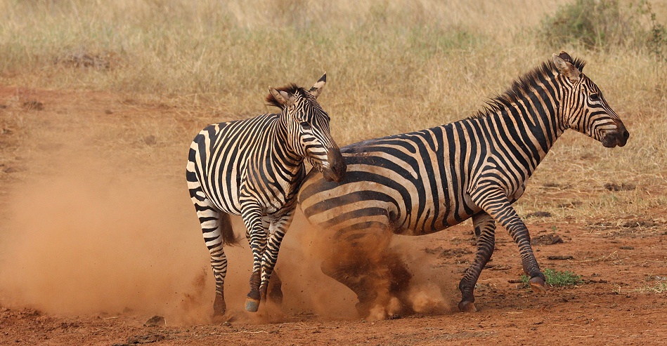 Kämpfende Zebras im Lumo Conservancy