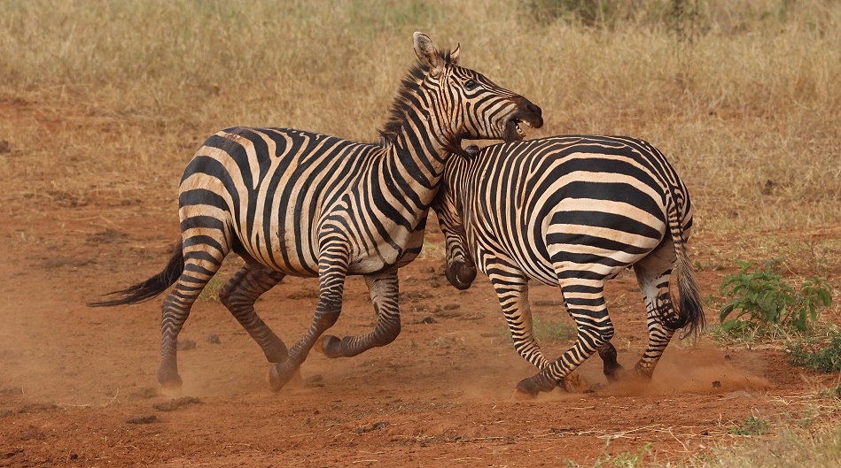Kämpfende Zebras im Lumo Conservancy