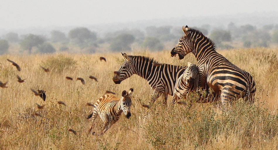 Kämpfende Zebras im Lumo Conservancy