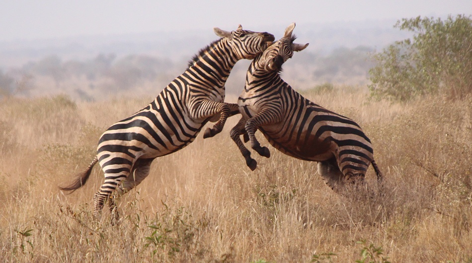 Kämpfende Zebras im Lumo Conservancy