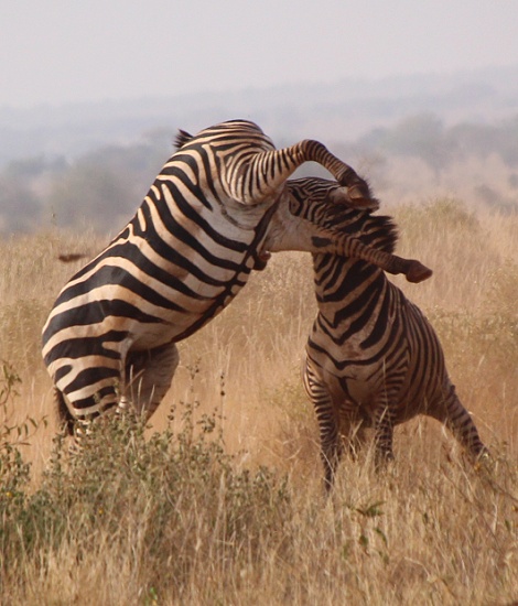 Kämpfende Zebras im Lumo Conservancy