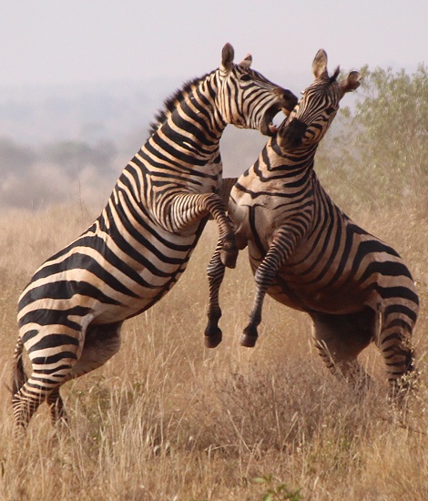 Kämpfende Zebras im Lumo Conservancy