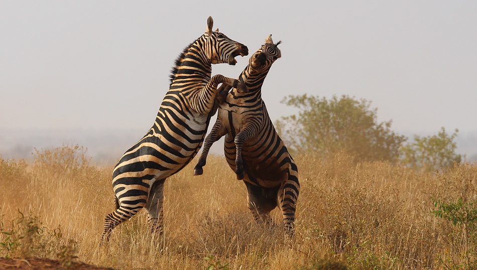 Kämpfende Zebras im Lumo Conservancy