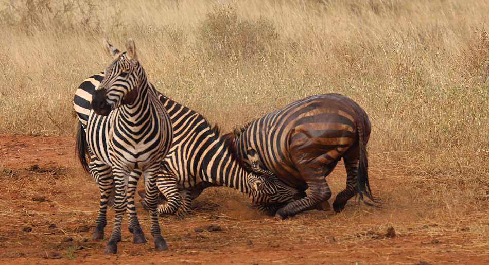 Kämpfende Zebras im Lumo Conservancy
