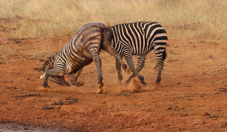 Kämpfende Zebras im Lumo Conservancy