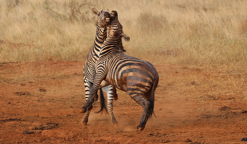 Kämpfende Zebras im Lumo Conservancy