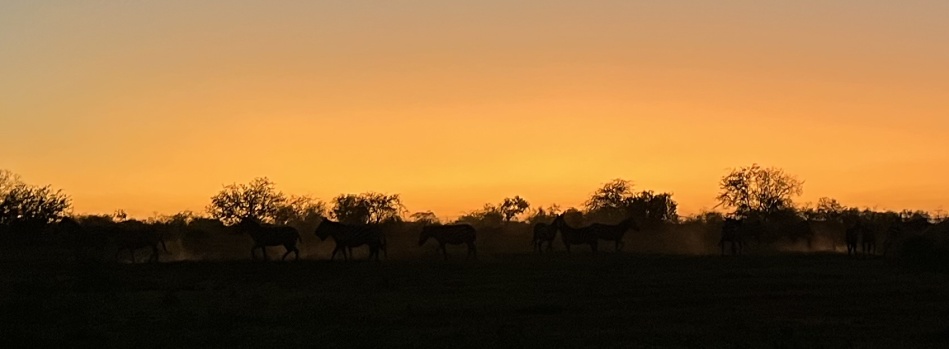 Zebras im Sonnenuntergang