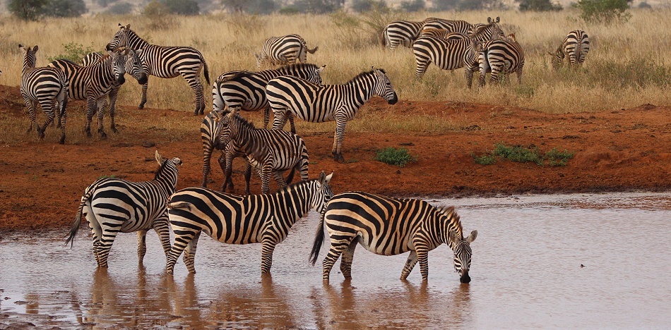 Zebras beim Buschfrühstück im Lumo Conservancy