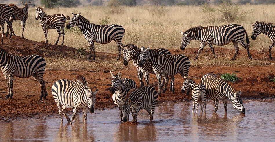 Zebras beim Buschfrühsück