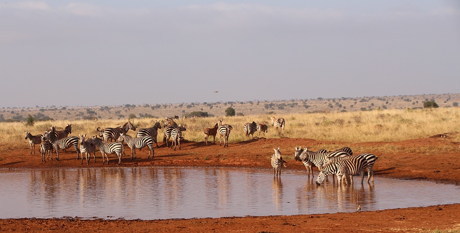 Zebras an Wasserstelle