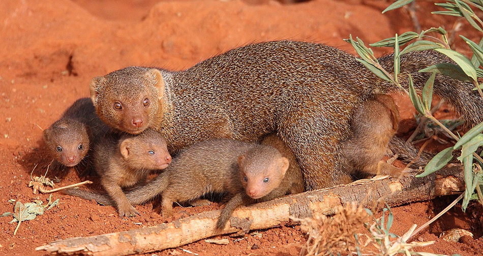 Zwergmangusten Familie