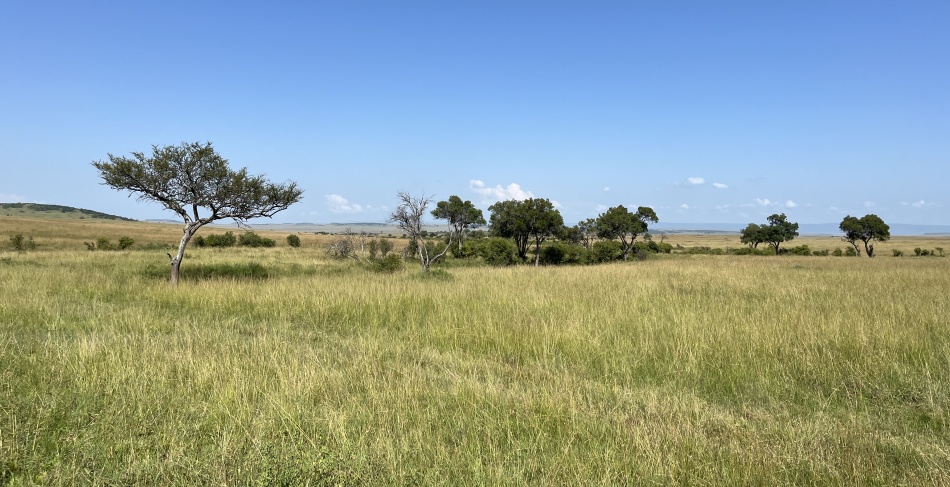 Savanne in der Masai Mara