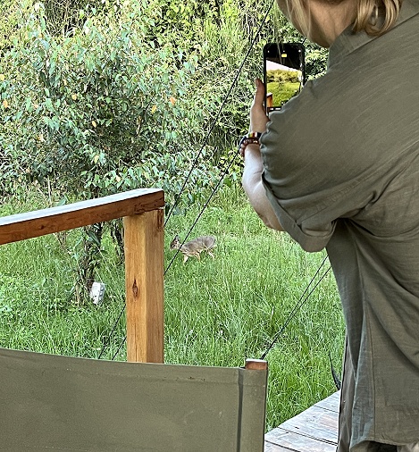 Dik Dik im Aruba Mara Camp