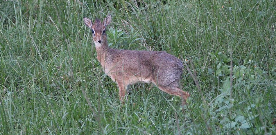 Dik Dik im Aruba Mara Camp