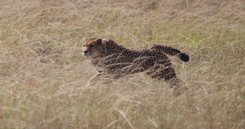 jagende Gepardin