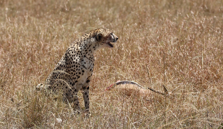 Gepard mit erlegter Thomson Gazelle