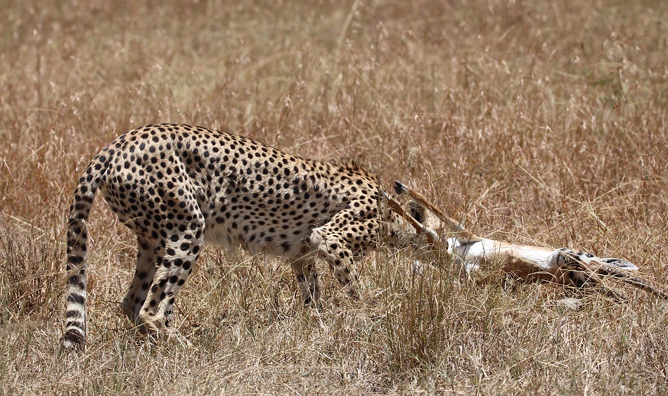 Gepard mit erlegter Thomson Gazelle