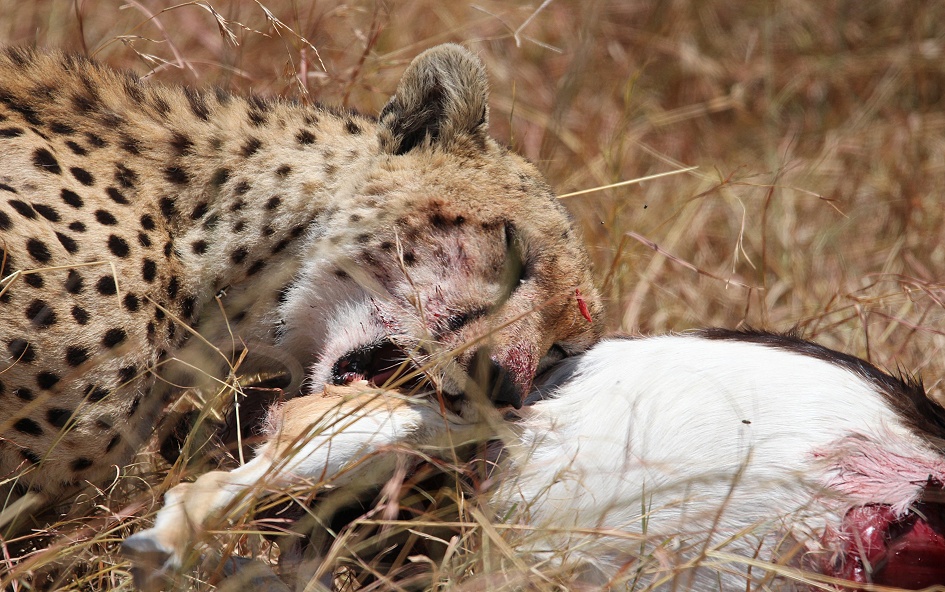 Gepard mit erlegter Thomson Gazelle