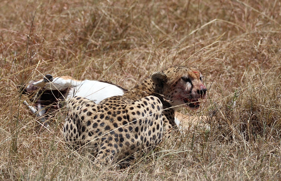Gepard mit erlegter Thomson Gazelle